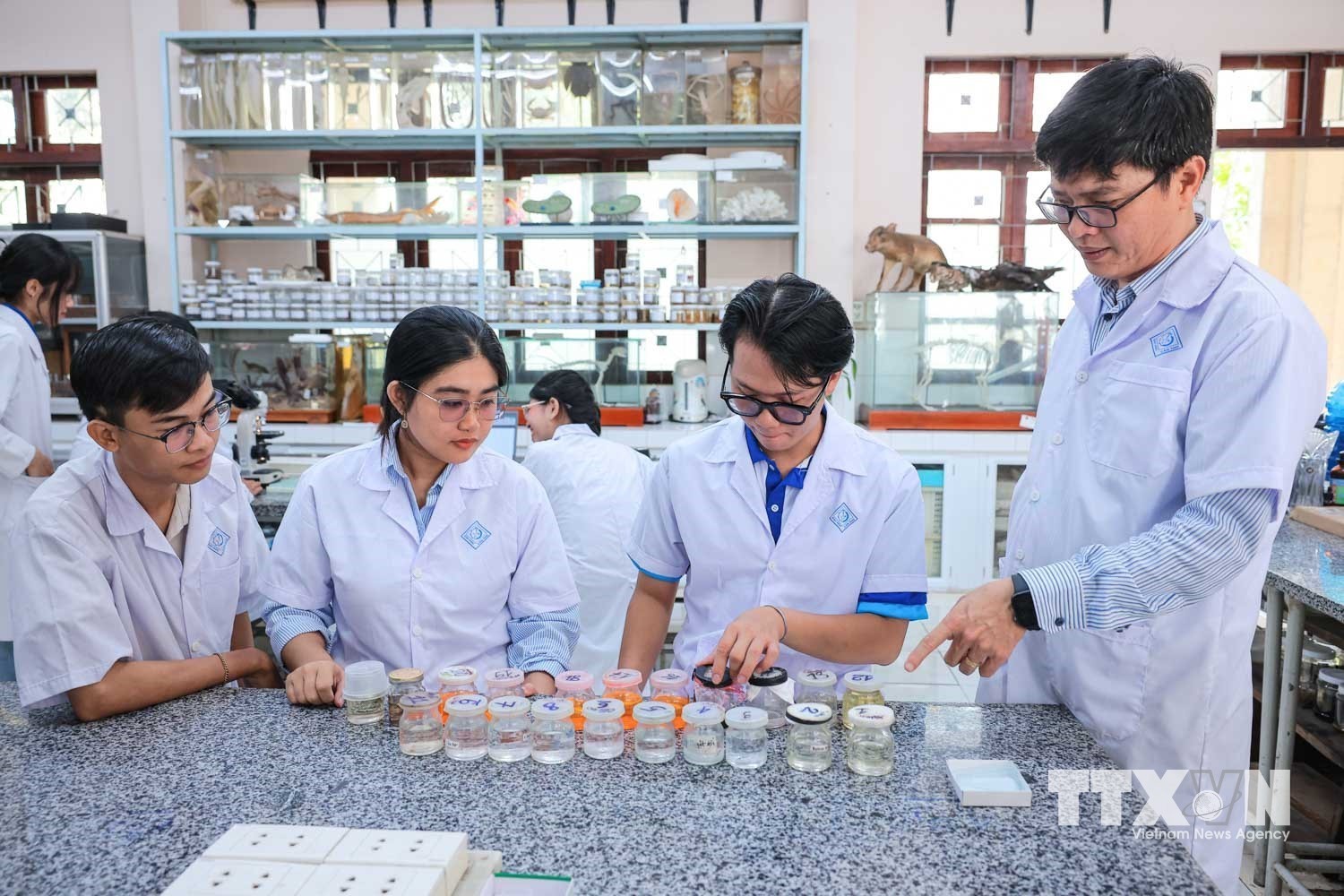 Sinh viên thực hiện làm các quy trình nghiên cứu tiêu bản hiển vi tuyến sinh dục với cá lìm kìm dưới dự hướng dẫn của GS.TS. Đinh Minh Quang. (Ảnh: Hoàng Hiếu/TTXVN)